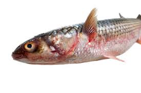 Image result for Mugil liza