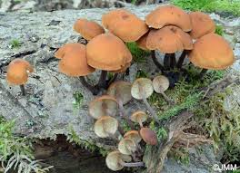 Attēlu rezultāti vaicājumam “Gymnopilus picreus”