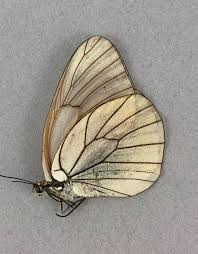 Attēlu rezultāti vaicājumam “Aporia crataegi female”