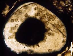 Attēlu rezultāti vaicājumam “Physarum penetrale spores”