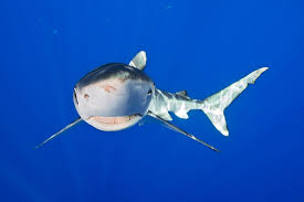 Image result for Prionace glauca