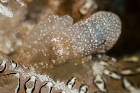 Attēlu rezultāti vaicājumam “Pantilius tunicatus imago”