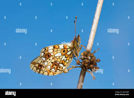 Attēlu rezultāti vaicājumam “Clossiana selene underside”