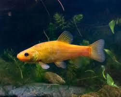 Image result for Tinca tinca