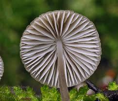 Attēlu rezultāti vaicājumam “Mycena abramsii”