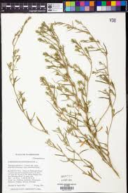 Attēlu rezultāti vaicājumam “Corispermum hyssopifolium”