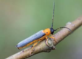 Attēlu rezultāti vaicājumam “Oberea oculata”