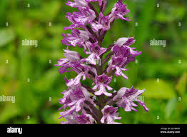 Attēlu rezultāti vaicājumam “Orchis militaris leaf”