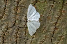 Attēlu rezultāti vaicājumam “Cabera exanthemata male”