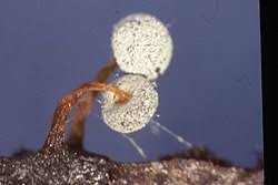 Attēlu rezultāti vaicājumam “Didymium megalosporum”