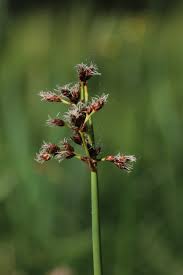 Attēlu rezultāti vaicājumam “Schoenoplectus lacustris subsp. glaucus bud”