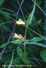 Attēlu rezultāti vaicājumam “Melampyrum pratense”