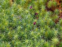 Attēlu rezultāti vaicājumam “Polytrichum commune sporophyte”