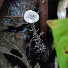 Attēlu rezultāti vaicājumam “Leocarpus sp.”