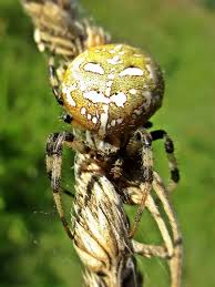 Attēlu rezultāti vaicājumam “Araneus quadratus female”