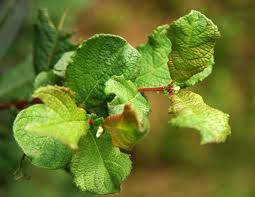 Attēlu rezultāti vaicājumam “Salix aurita leaf”