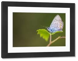Attēlu rezultāti vaicājumam “Plebejus argus male”