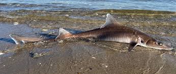 Image result for Mustelus canis