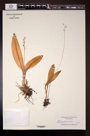 Attēlu rezultāti vaicājumam “Liparis loeselii leaf”