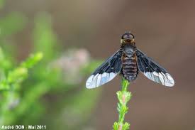 Attēlu rezultāti vaicājumam “Hemipenthes morio”