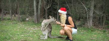 Image result for weihnachten in australien