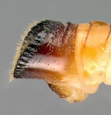 Attēlu rezultāti vaicājumam “Lymexylidae”