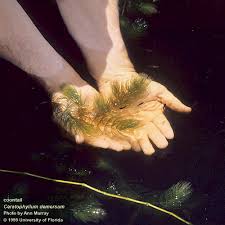 Attēlu rezultāti vaicājumam “Ceratophyllum demersum”