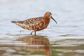 Attēlu rezultāti vaicājumam “Calidris ferruginea adult”
