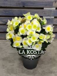 Image result for Бегония Элатиор 12х22 4601887072423