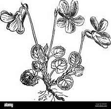 Attēlu rezultāti vaicājumam “Viola rupestris leaf”