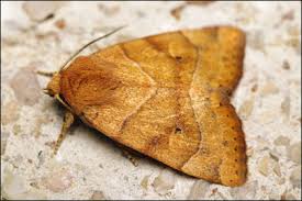 Attēlu rezultāti vaicājumam “Cosmia trapezina”