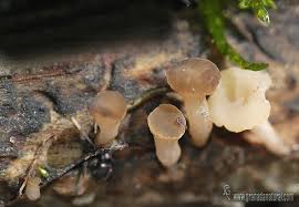 Attēlu rezultāti vaicājumam “Cudoniella clavus”