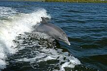 Image result for Tursiops truncatus