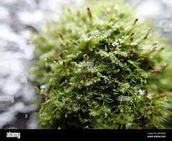 Attēlu rezultāti vaicājumam “Jungermanniopsida”