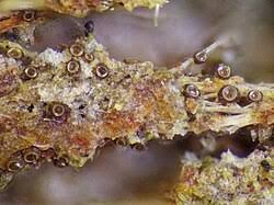 Attēlu rezultāti vaicājumam “Licea pusilla spores”