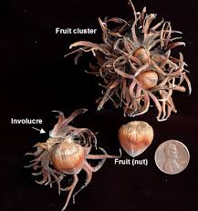 Attēlu rezultāti vaicājumam “Corylus colurna”