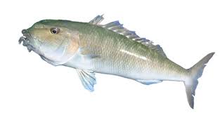 Image result for Aprion virescens