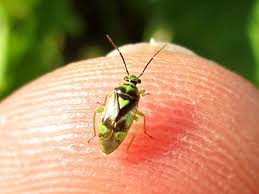 Attēlu rezultāti vaicājumam “Orthops campestris”