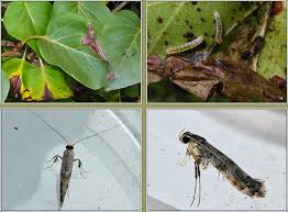 Attēlu rezultāti vaicājumam “Gracillaria syringella larva”