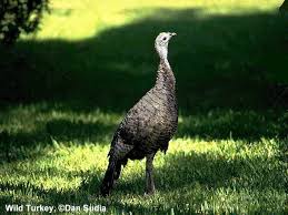 Attēlu rezultāti vaicājumam “Galliformes”