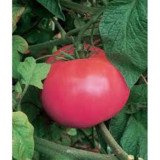 Afbeeldingsresultaat voor Pink Brandywine tomato