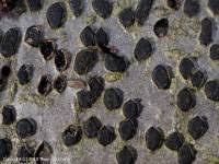 Attēlu rezultāti vaicājumam “Diatrype disciformis”