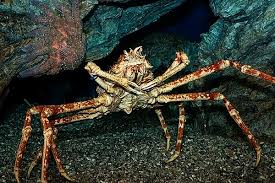 Image result for crab spider