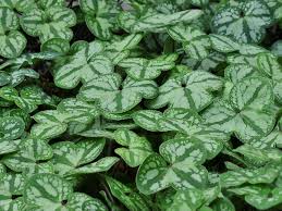 Attēlu rezultāti vaicājumam “Hepatica nobilis leaf”