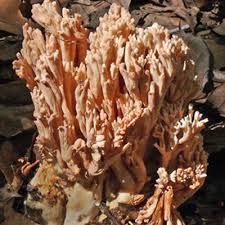 Attēlu rezultāti vaicājumam “Ramaria formosa”