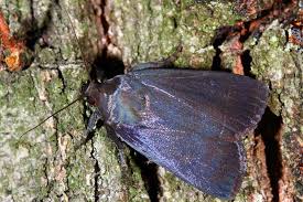 Attēlu rezultāti vaicājumam “Amphipyra livida”