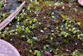 Attēlu rezultāti vaicājumam “Seligeria donniana sporophyte”