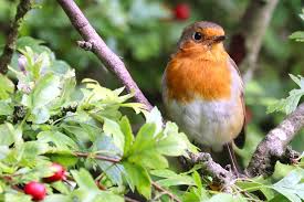 Attēlu rezultāti vaicājumam “Erithacus rubecula nest”
