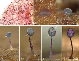 Attēlu rezultāti vaicājumam “Cribraria rubiginosa spores”