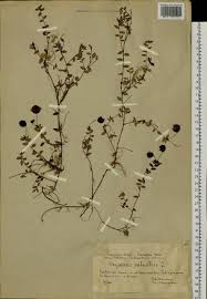 Attēlu rezultāti vaicājumam “Oxycoccus palustris”